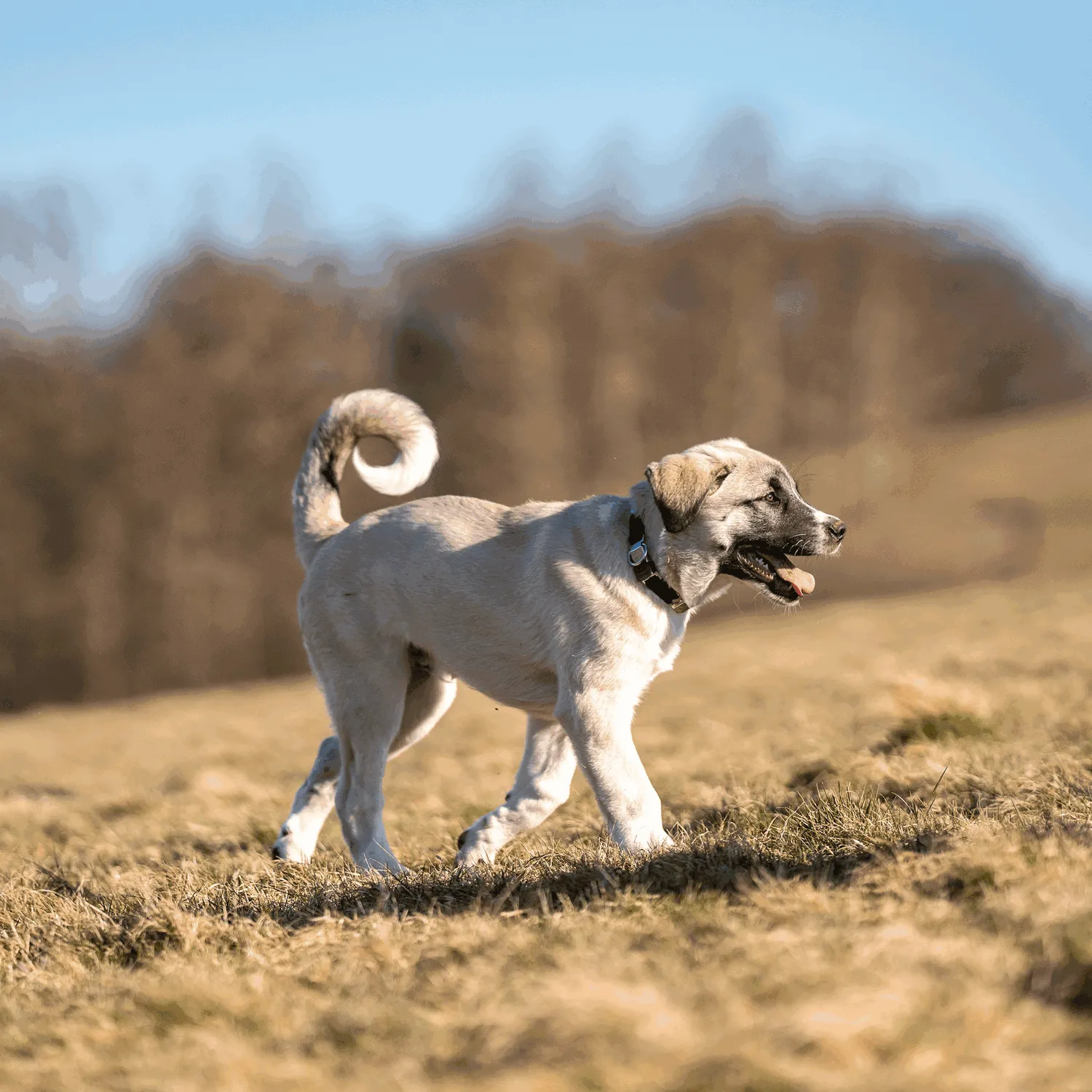 Herm Sprenger NeckTech Fun honden halsband 60 cm ClicLock