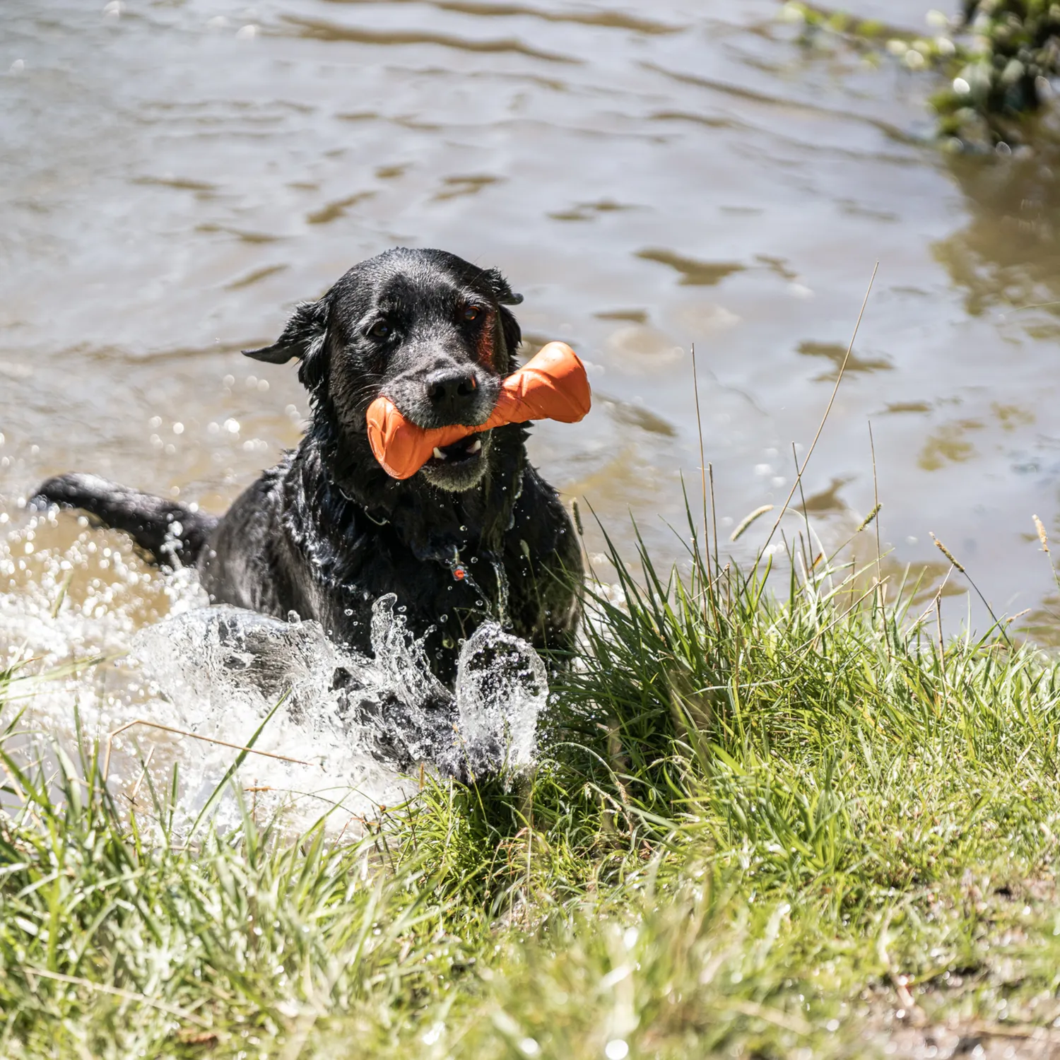 HS Sprenger honden set halsketting 60cm apport + zakjes