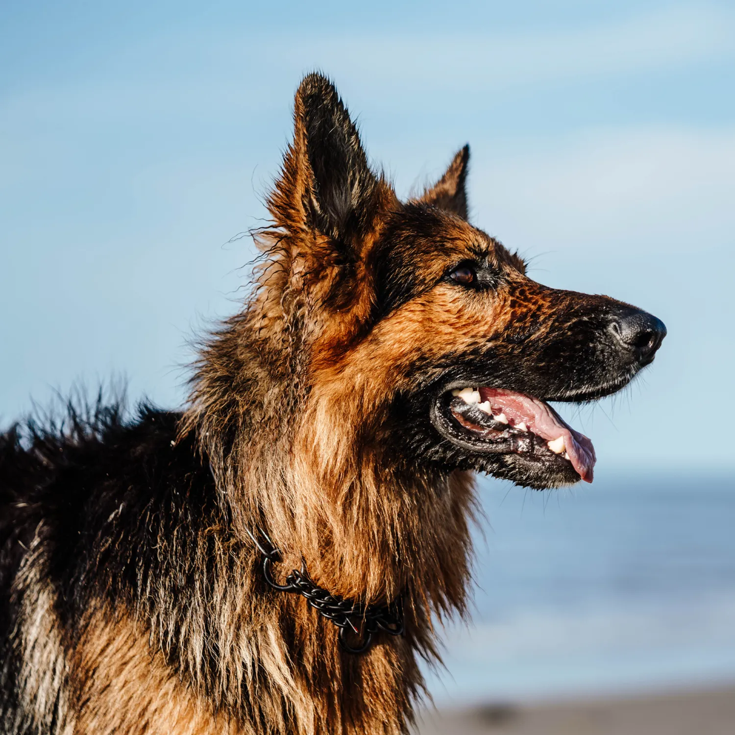 Herm Sprenger Halsketting Trekbegrenzing Hond 4,0 mm Zwart RVS
