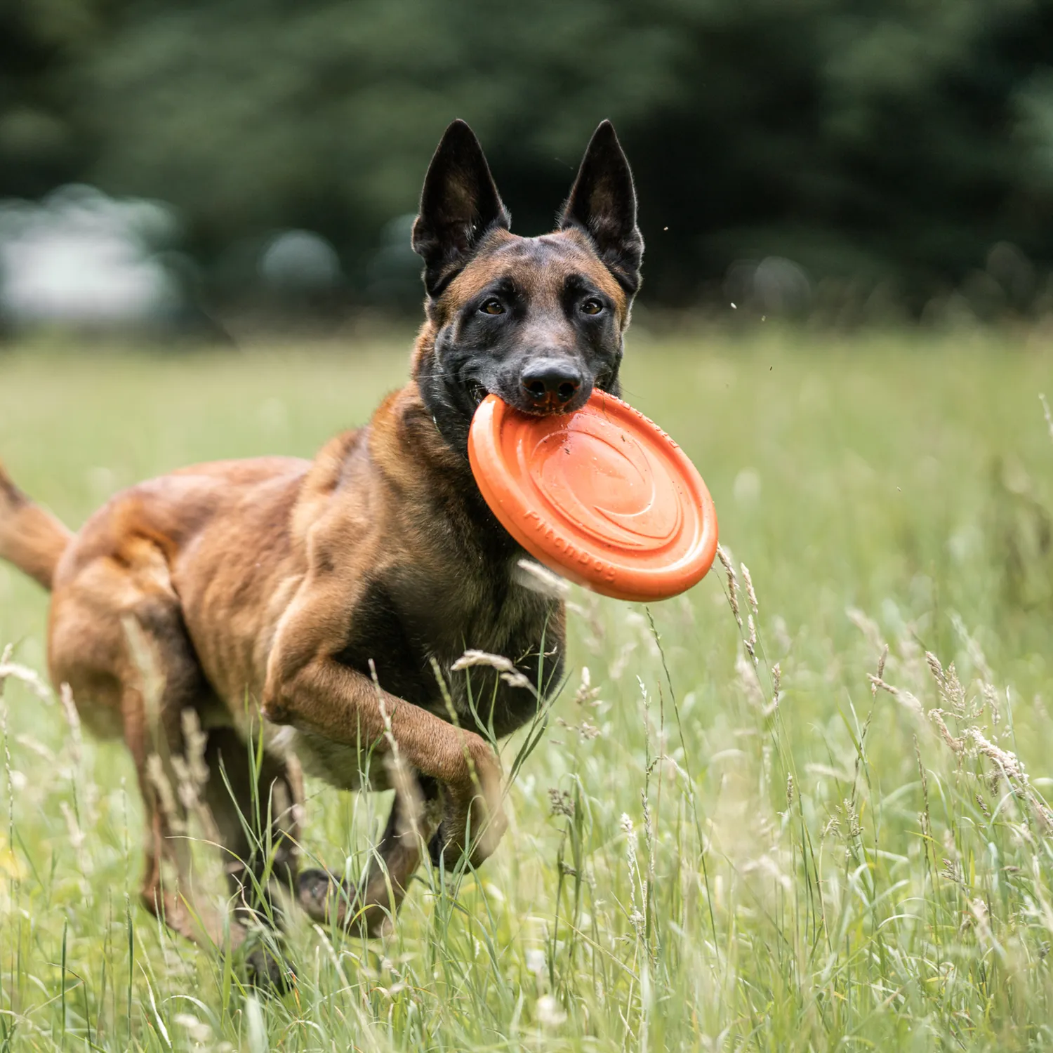 HS Sprenger NeckTech Fluo honden halsbandset 48 cm