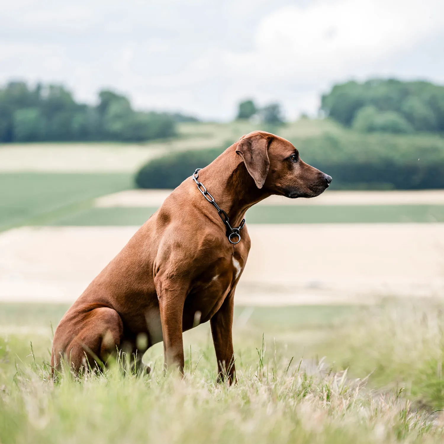 Herm Sprenger Honden Halsketting Lang Zwart RVS 5,0 mm