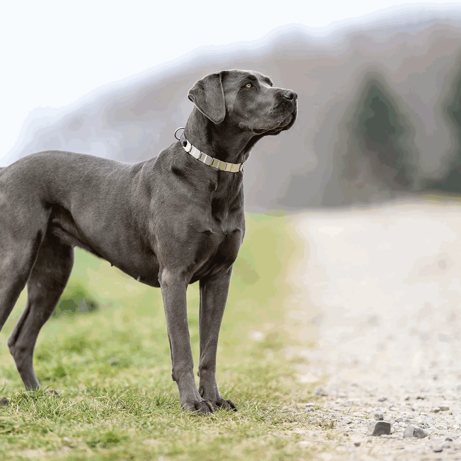 Herm Sprenger NeckTech Fun honden halsband 60 cm ClicLock