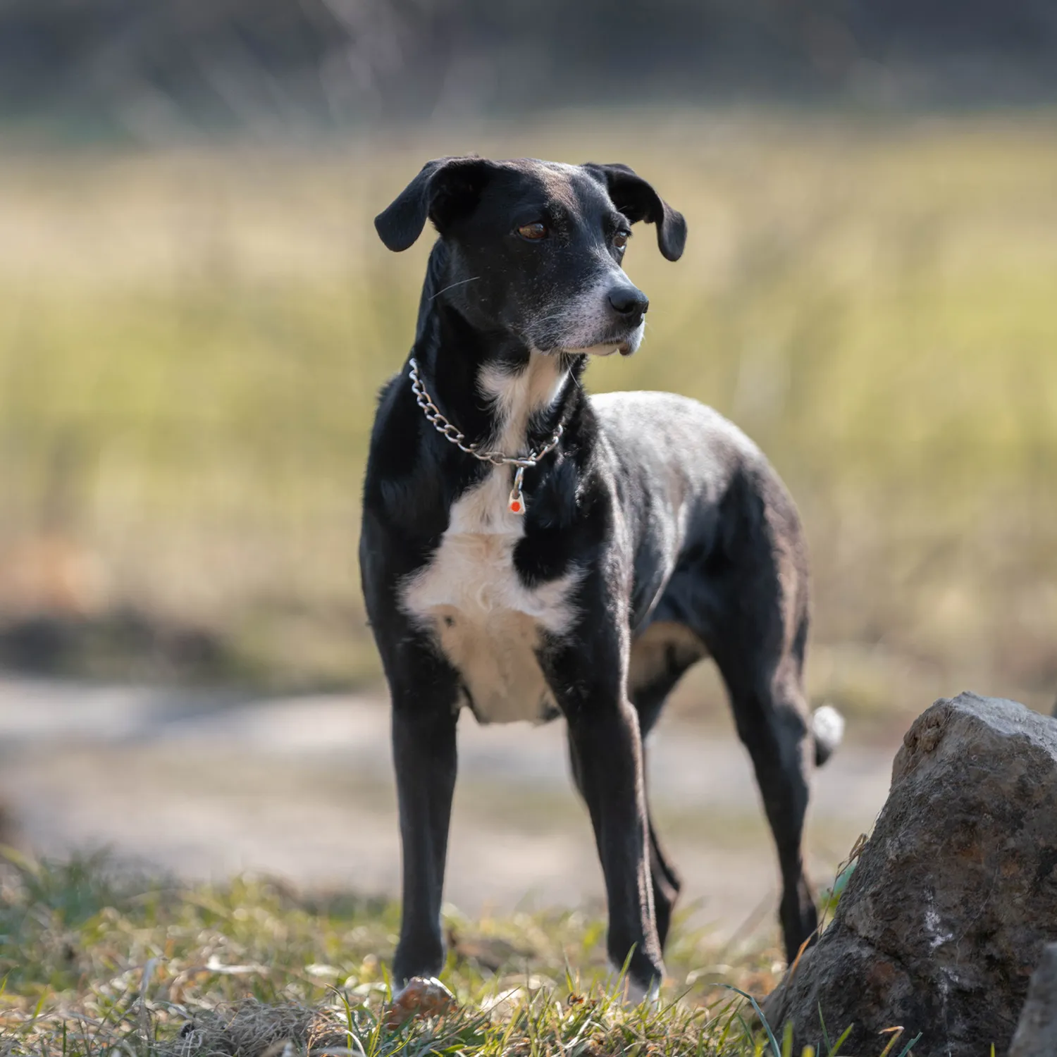 Herm Sprenger Honden Halsketting Rond RVS 3,0 mm Slip