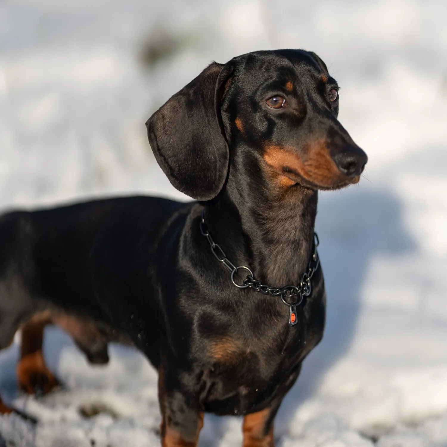 Herm Sprenger honden halsketting zwart 2,0 mm met stop