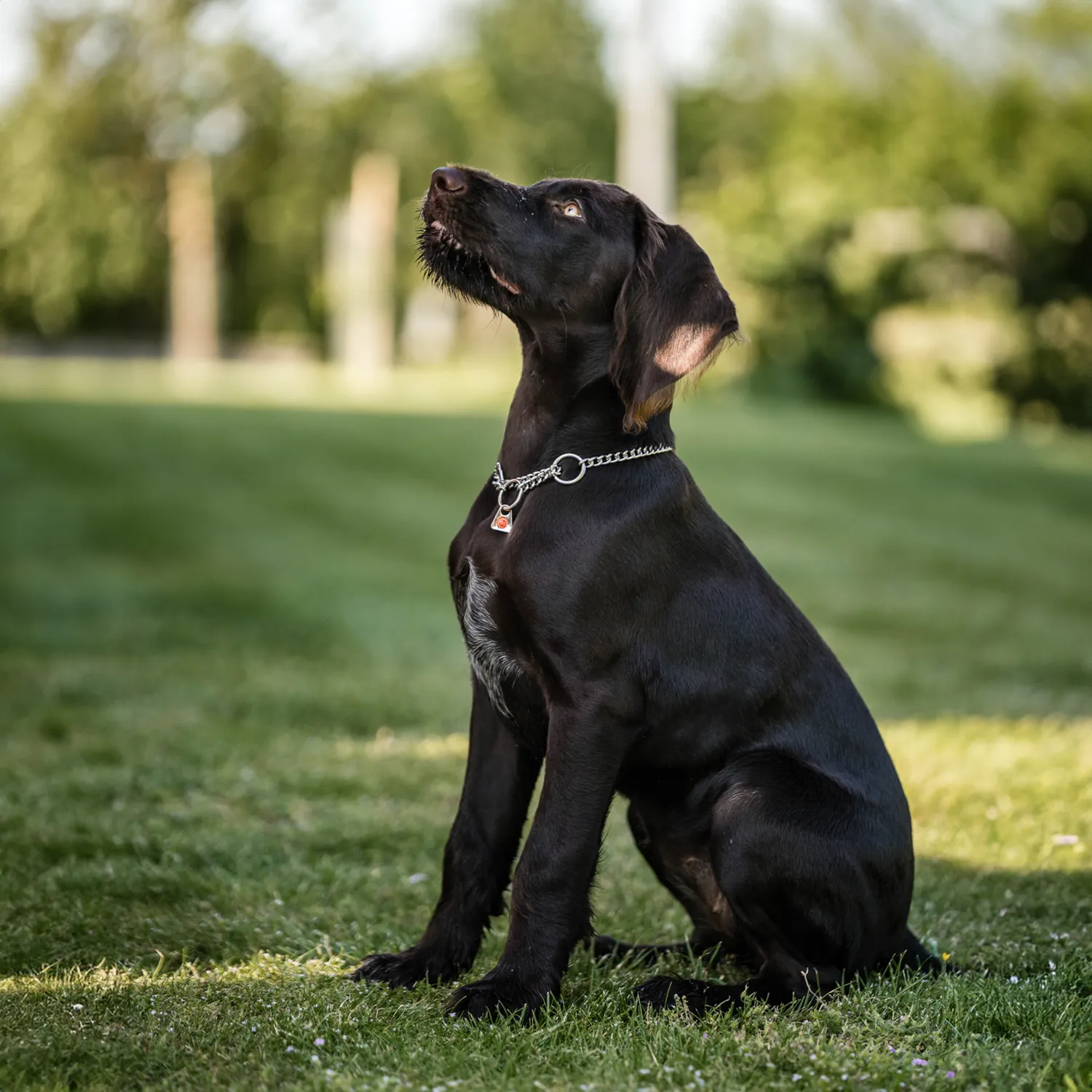 Herm Sprenger Halsketting hond rond 2,5 mm 50 cm rvs