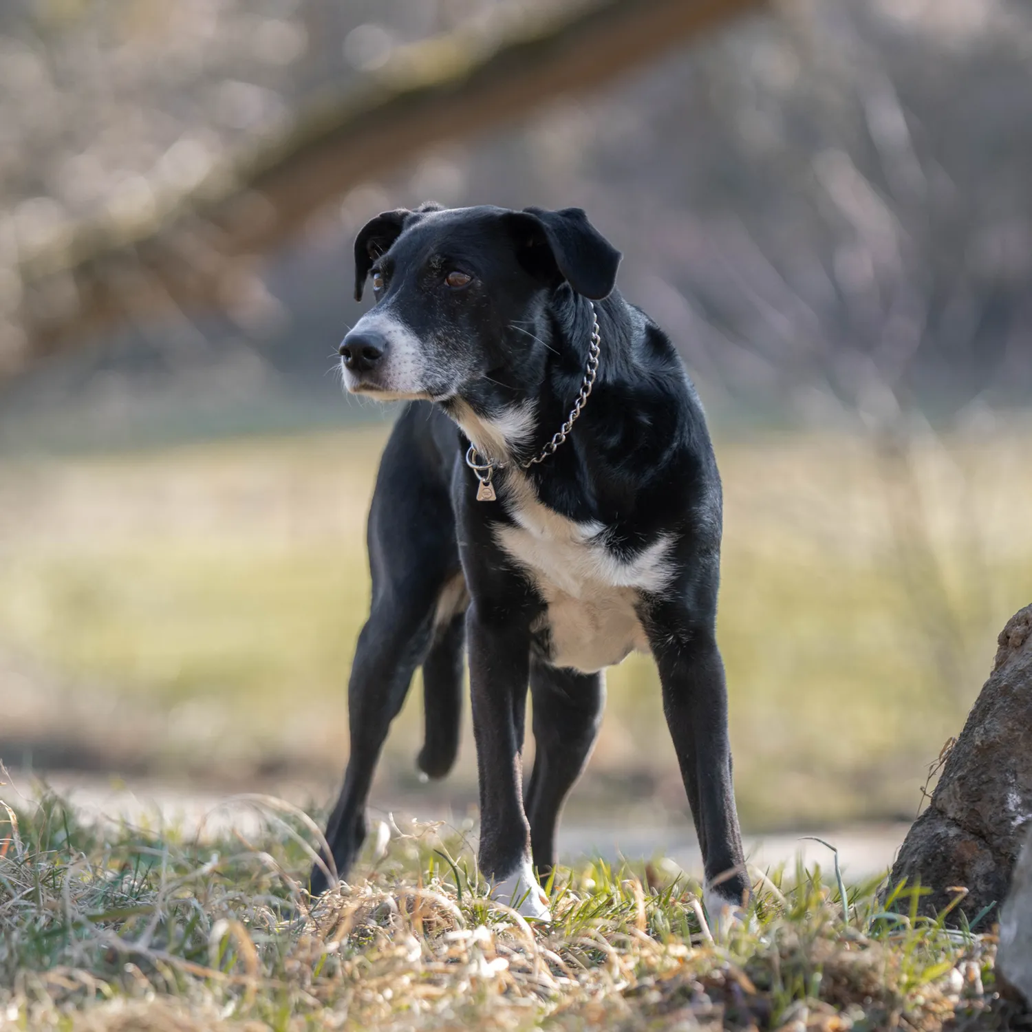 HS Sprenger halsketting hond rvs 2,5 mm 50 cm fijn
