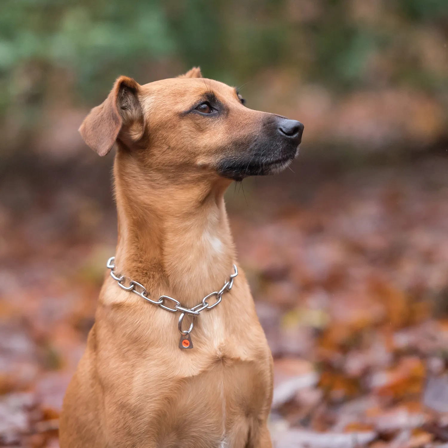 HS Sprenger Halsketting Hond RVS 3 mm 60 cm