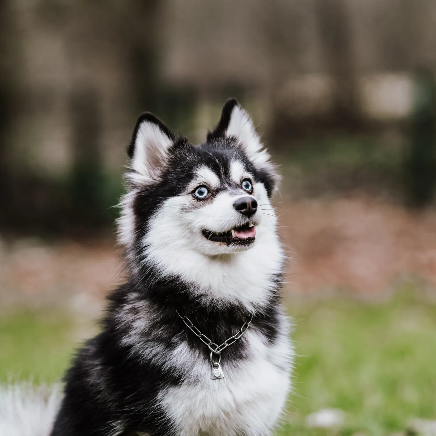 Herm Sprenger Halsketting hond 2,0 mm kleine hond