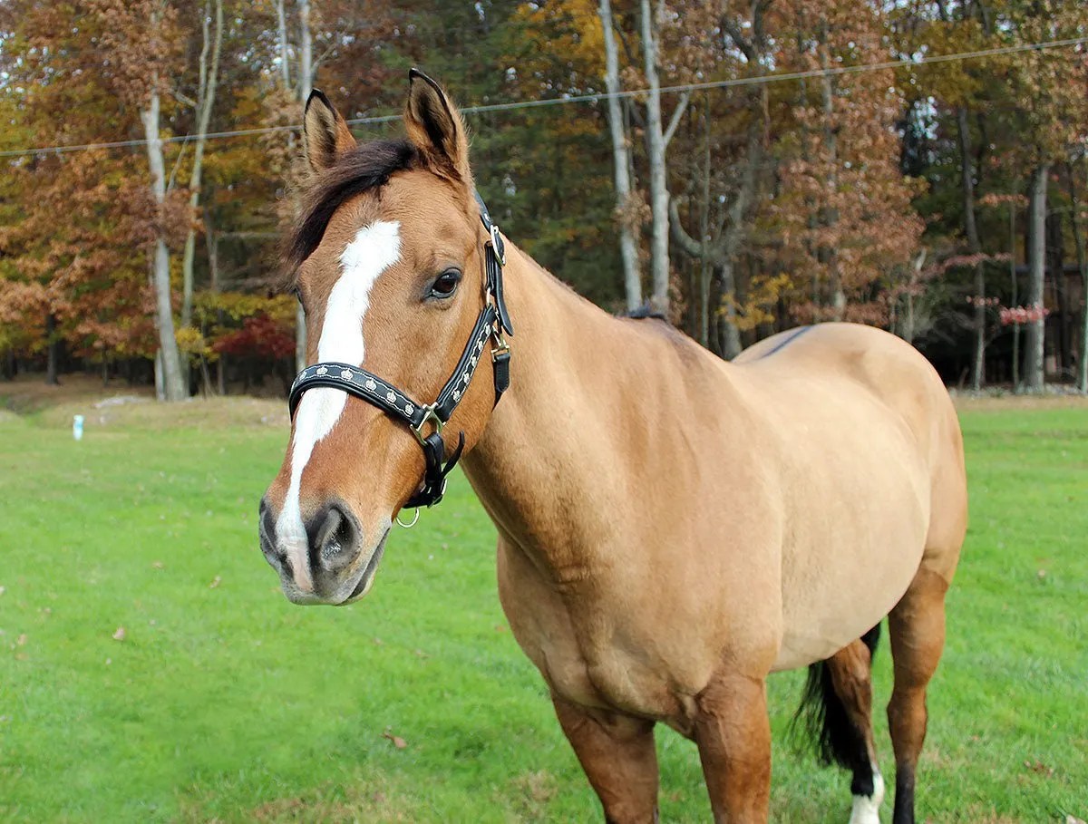 Henri de Rivel Embroidered leren halster cob