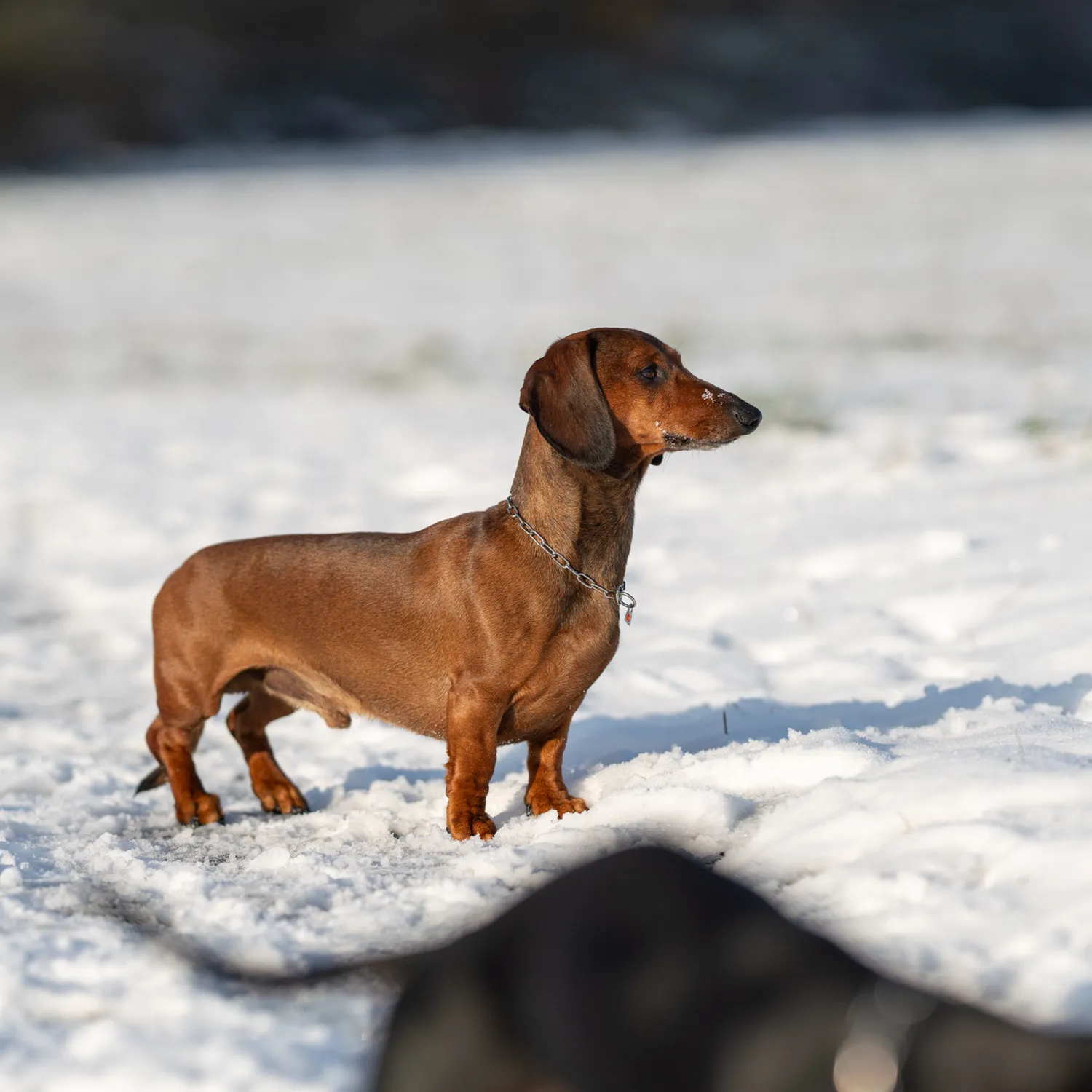 Herm Sprenger Halsketting hond 2,0 mm kleine hond