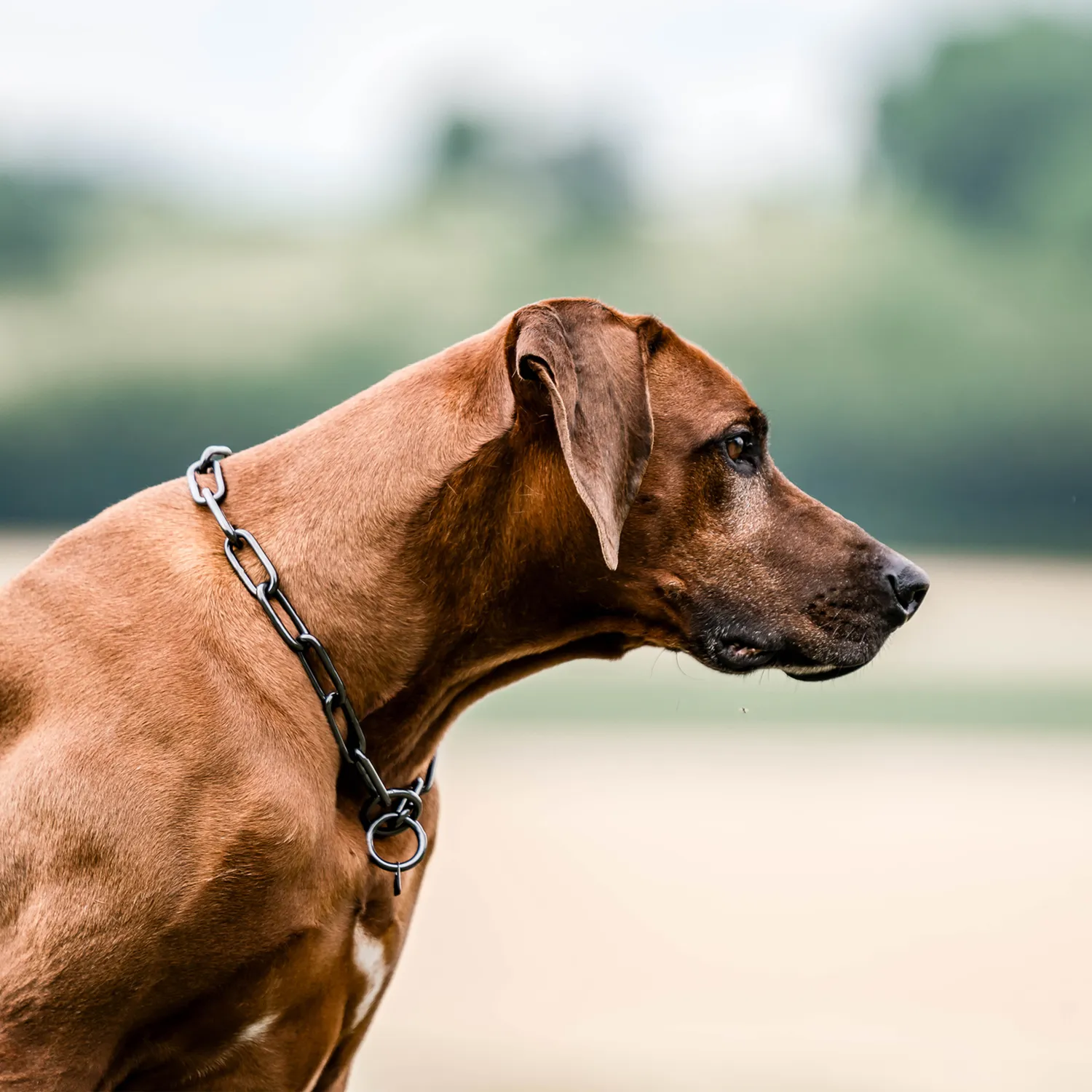Herm Sprenger Honden Halsketting Lang Zwart RVS 5,0 mm