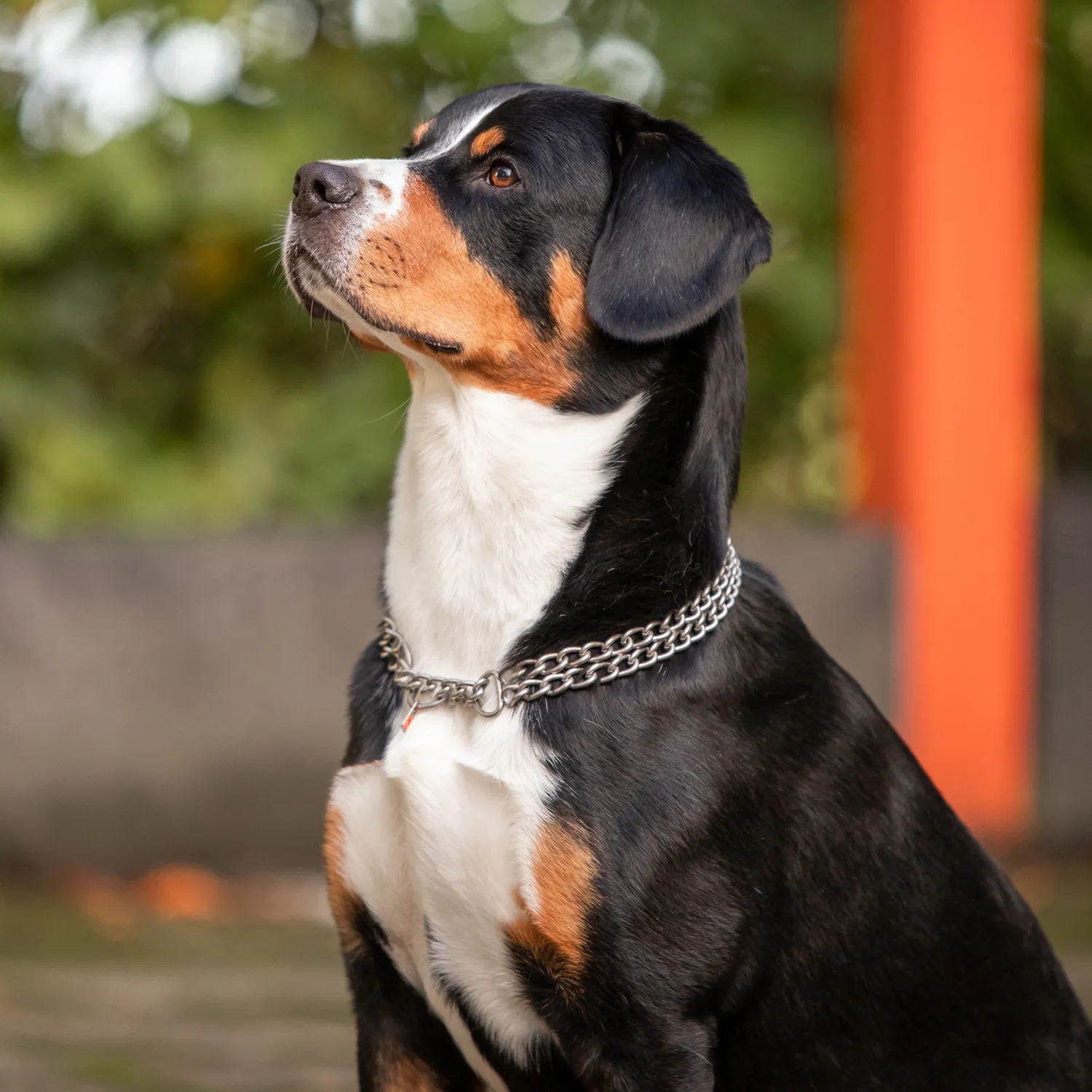 HS Sprenger halsketting hond 2-rijig 50 cm mat rvs