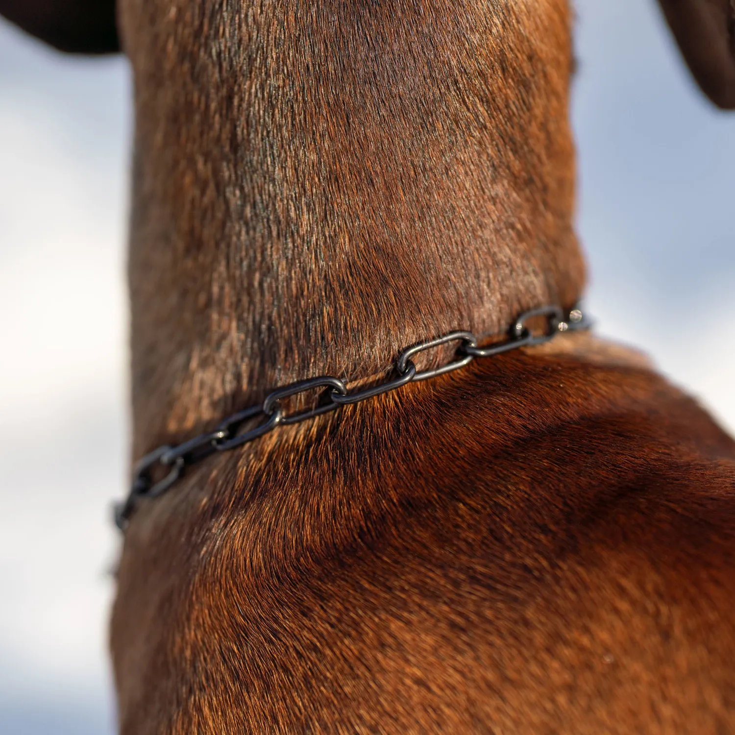 HS Sprenger honden halsketting RVS zwart 2,0 mm
