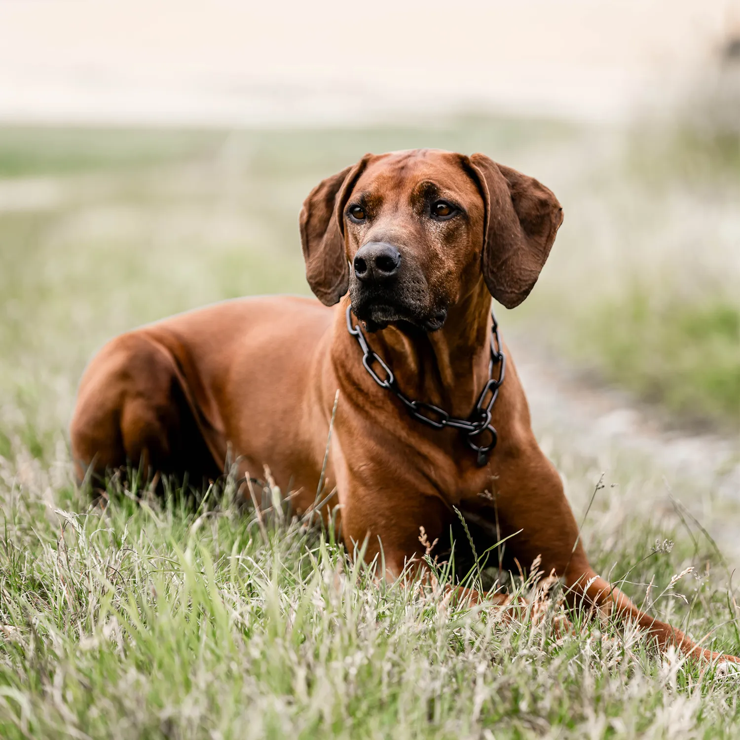 Herm Sprenger Honden Halsketting Lang Zwart RVS 5,0 mm