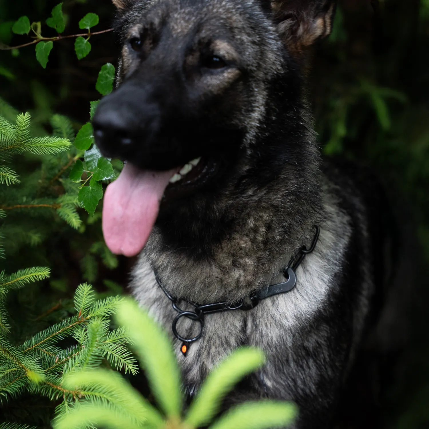 HS Sprenger Honden Halsketting RVS Zwart 4 mm Langschalmig