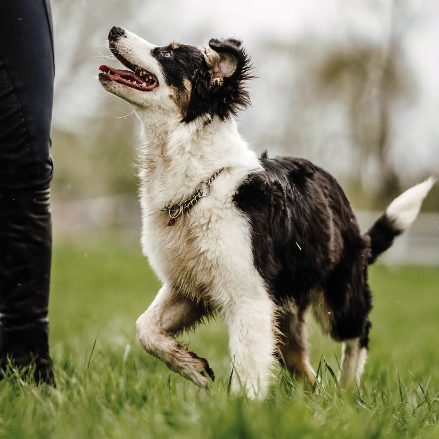 HS Sprenger halsketting hond rond RVS 3,0mm met doorloop