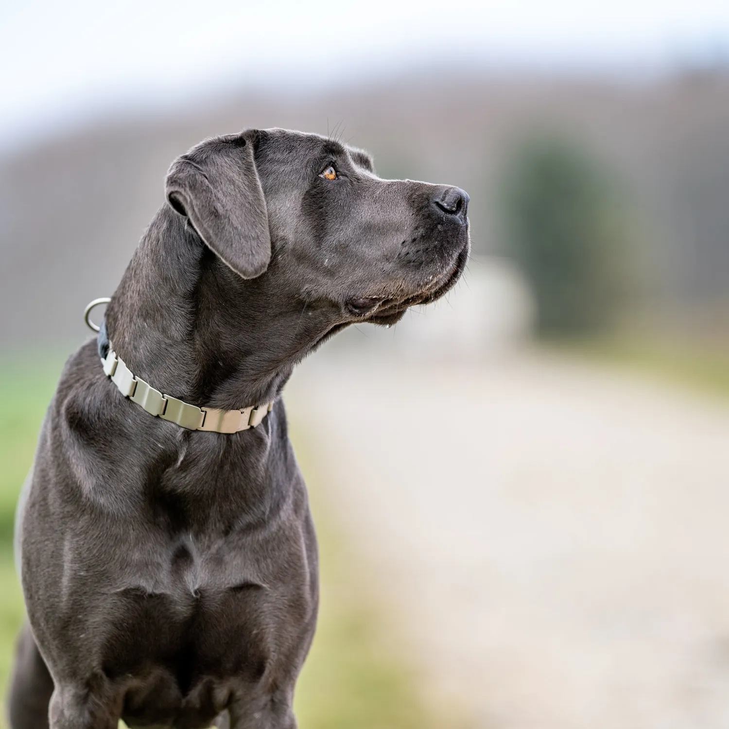 Herm Sprenger NeckTech Fun honden halsband 60 cm ClicLock