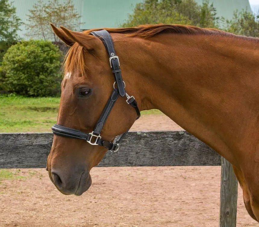 Henri de Rivel Stress Free halster australian nut cob