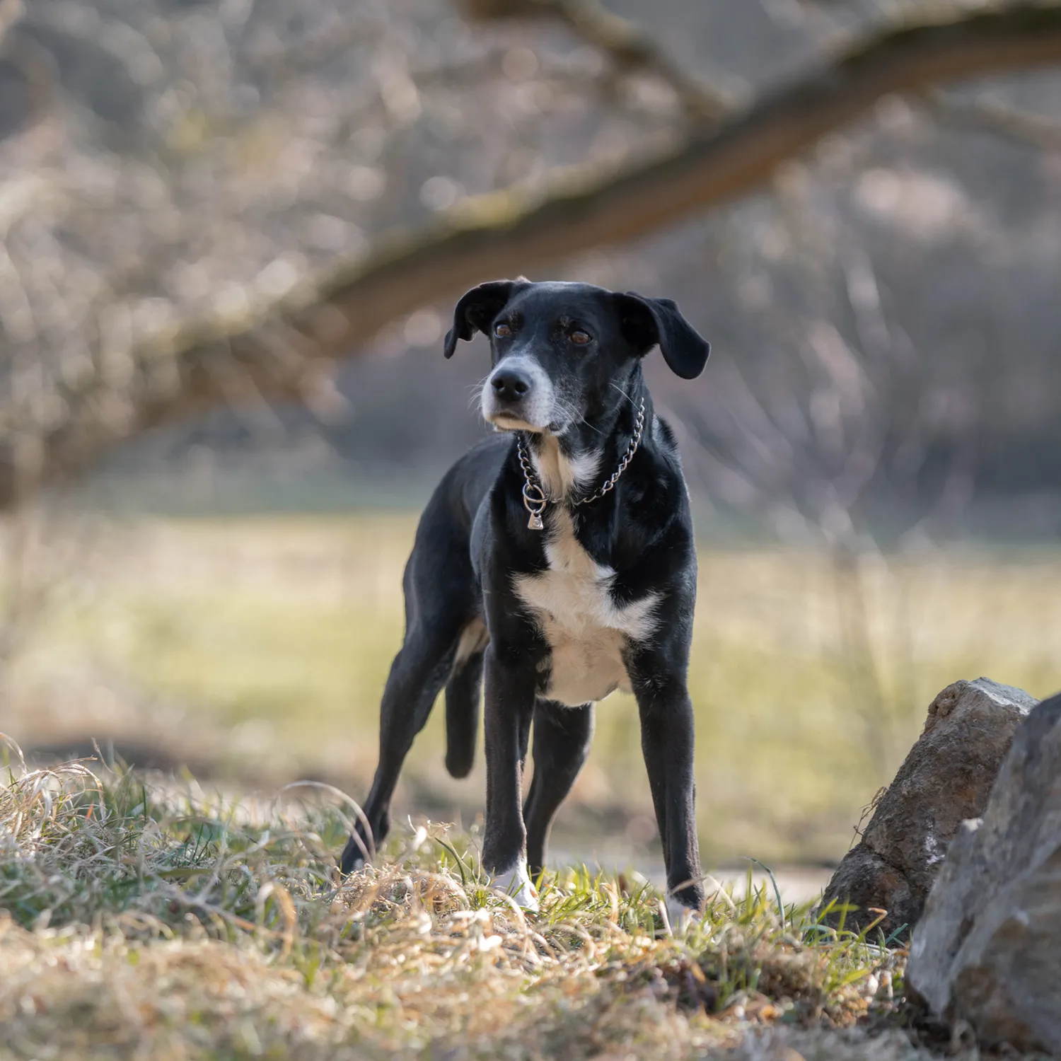 HS Sprenger halsketting hond rvs 2,5 mm 50 cm fijn