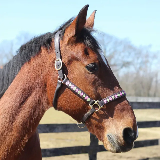 Henri de Rivel Embroidered leren halster cob