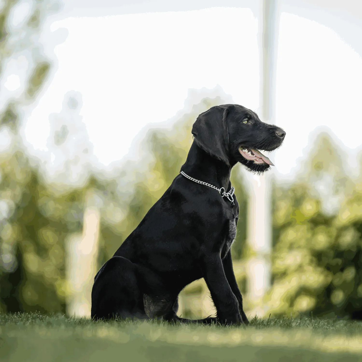 Herm Sprenger Halsketting hond rond 2,5 mm 50 cm rvs