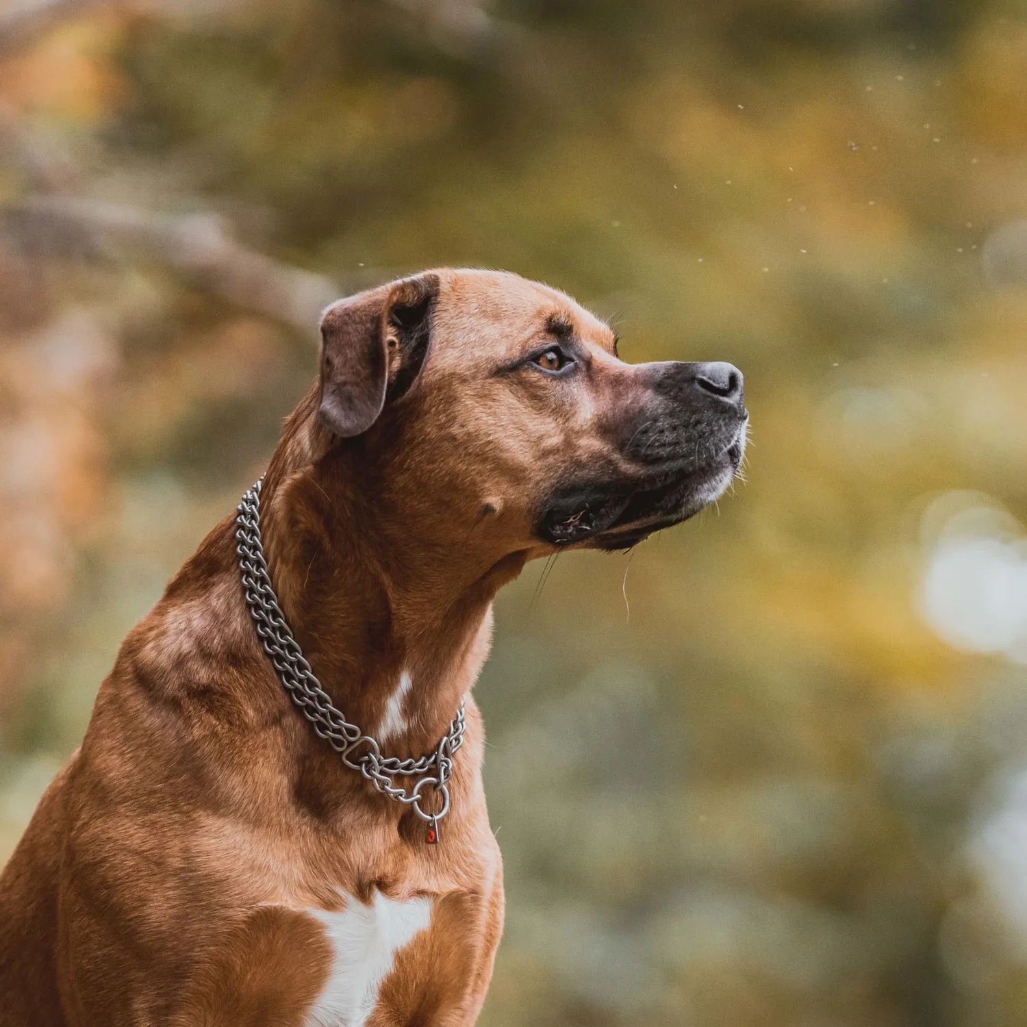 HS Sprenger halsketting hond 2-rijig 50 cm mat rvs