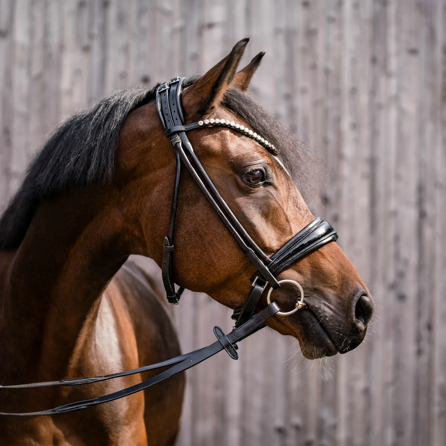 HS Sprenger Dynamic RS Ponybit Enkel 12 mm 105 mm
