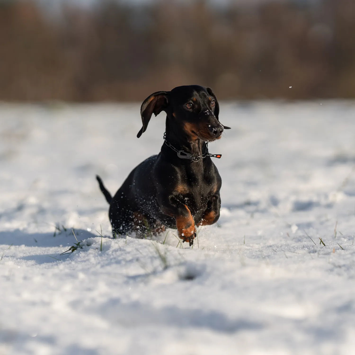 HS Sprenger 51447-57 halsketting hond 42 cm zwart