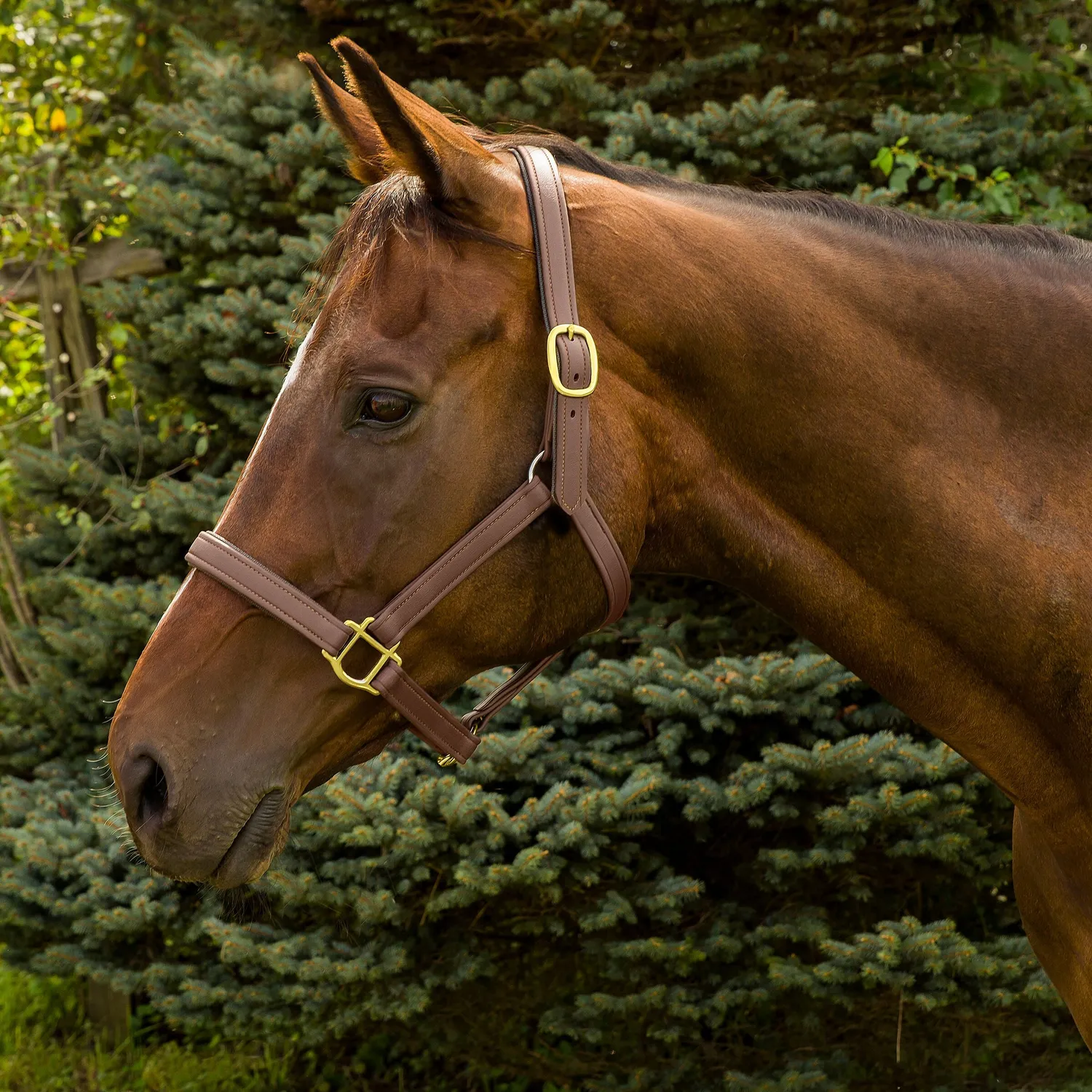 Henri de Rivel Vegan halster breakaway oakbark cob