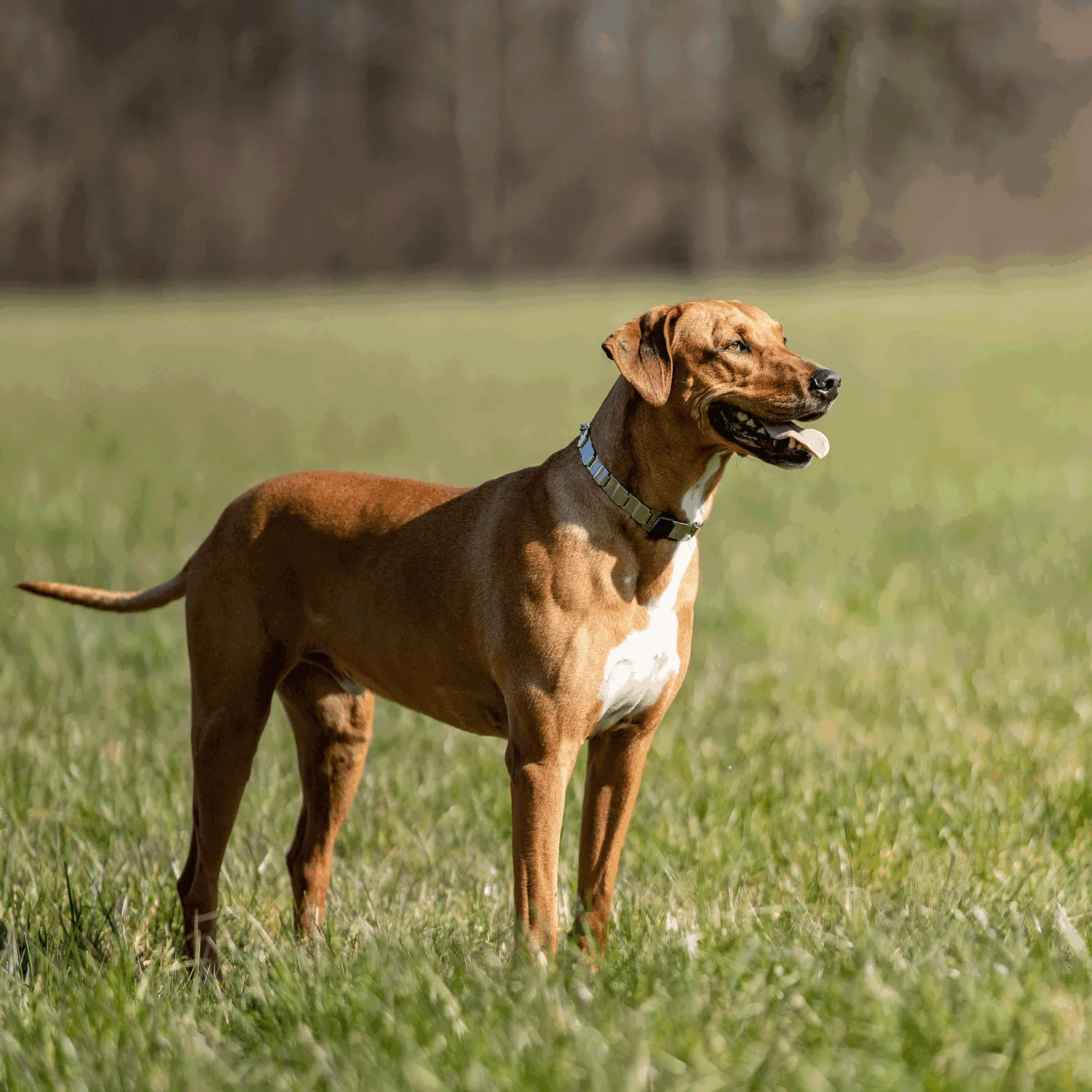 HS Sprenger NeckTech Fun honden halsband 64 cm rvs
