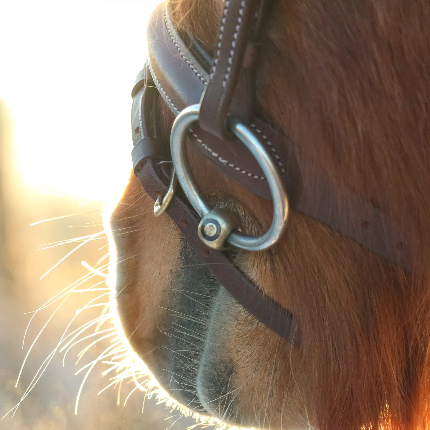 HS Sprenger Dynamic RS Ponybit Enkel 12 mm 105 mm