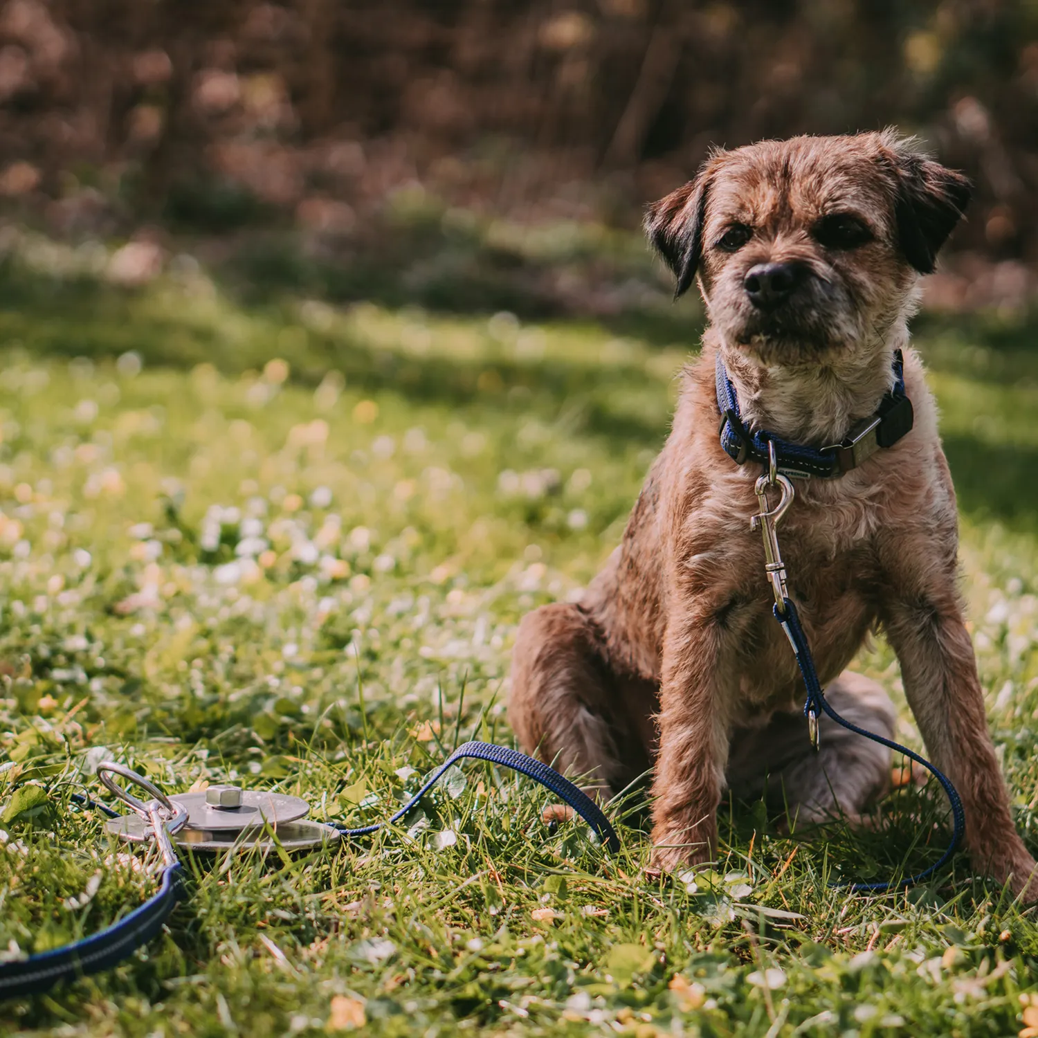 Herm Sprenger Uitloopblok Grondpen Hond RVS 40 cm