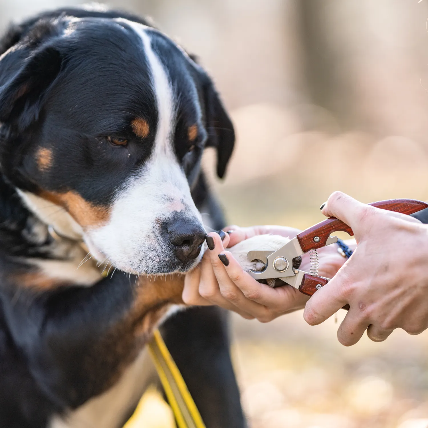 Herm Sprenger Nageltang Hond Houten Greep RVS