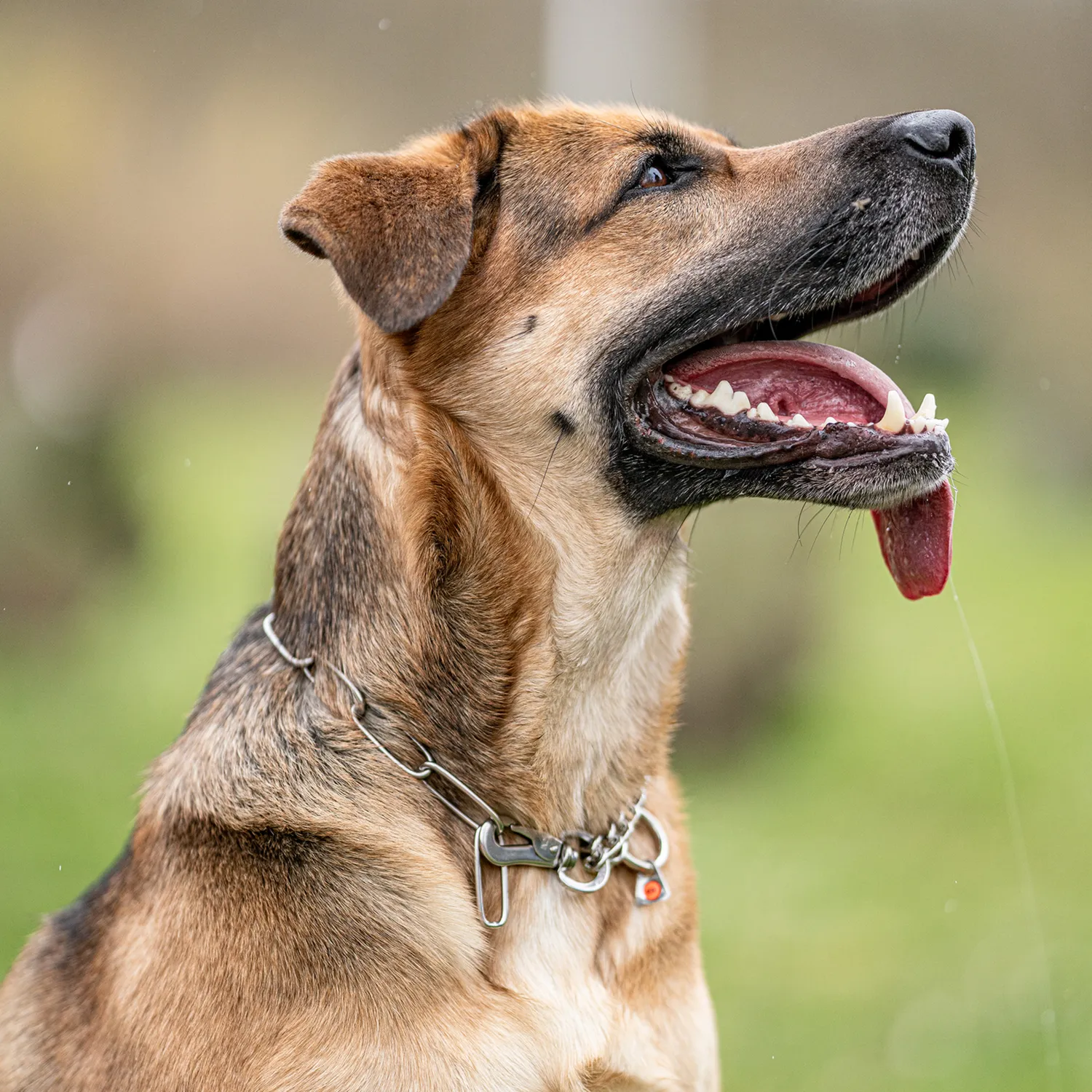 Herm Sprenger honden halsketting 3 mm 58 cm RVS verstelbaar